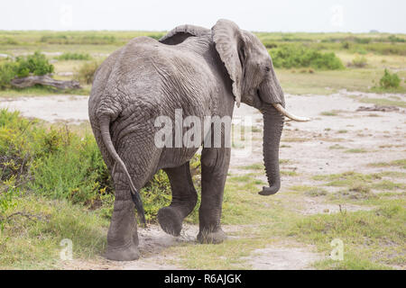 Wilde Elefanten im Amboseli Nationalpark in Kenia. Stockfoto