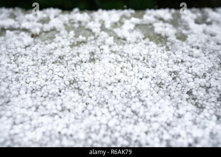 Einfrieren von Granulierten Hagel Eiskristalle, Körner in den Händen nach starker Hagelschlag im Herbst fallen. Erster Schnee im frühen Winter. Bei kaltem Wetter. Stockfoto