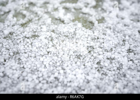 Einfrieren von Granulierten Hagel Eiskristalle, Körner in den Händen nach starker Hagelschlag im Herbst fallen. Erster Schnee im frühen Winter. Bei kaltem Wetter. Stockfoto