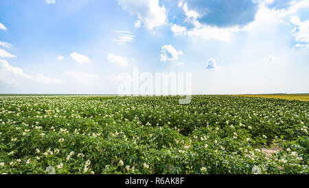 Blick auf die grüne Kartoffel Feld in Frankreich Stockfoto