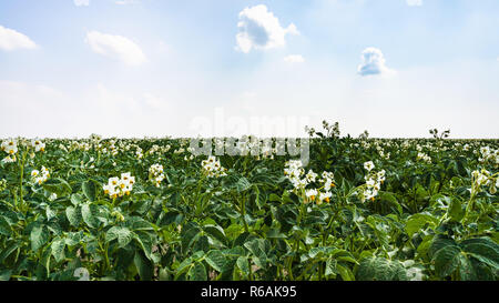 Blühende Kartoffelpflanze auf Feld in Frankreich Stockfoto