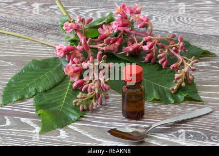 Bachblüten Tropfen in einem Glassbottle mit Red Chestnut Blüten Stockfoto