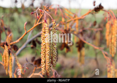 Erle mit männlichen und weiblichen Blüten Stockfoto