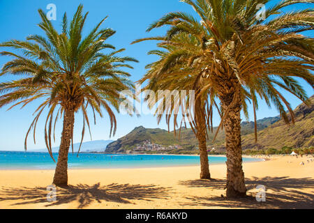 Palmen Strand Playa Las Teresitas, Teneriffa Stockfoto