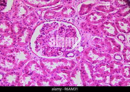 Menschliche Niere, kortikale Zone unter Mikroskop Stockfoto