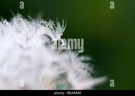 Makroaufnahme der flauschig und zerbrechlich Löwenzahn Blume mit Regentropfen am frühen Morgen. Konzept der Wechsel der Jahreszeiten und die Natur erwacht. Wind awa Stockfoto