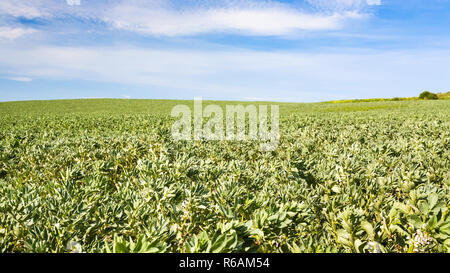 Anzeigen von Vicia faba (Bean) Feld in Frankreich Stockfoto