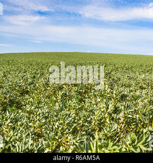 Vicia faba (Bean) Feld in der Region Pas-de-Calais Stockfoto