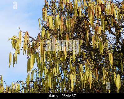 Blühende Korkenzieher Hasel, Symbol für Pollenallergie Stockfoto