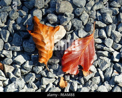 Zwei herbstliche Blätter an grauen Steinen Stockfoto