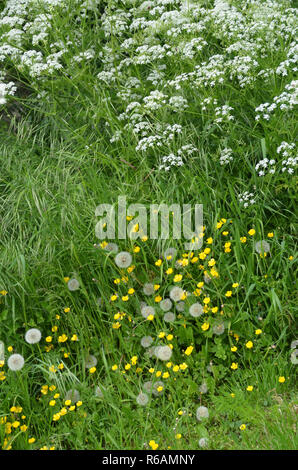 Blumenwiese im Frühling Stockfoto