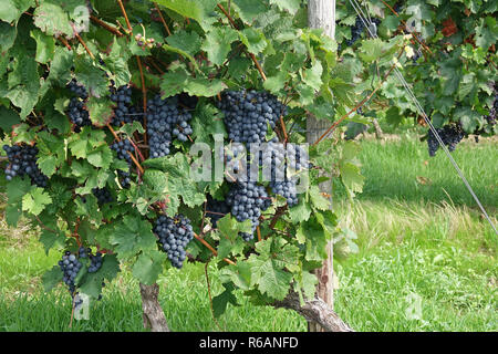 Reif Blaue Trauben hängen in einem Weinberg, Weinbaugebiet Rhinehesse, Deutschland Stockfoto