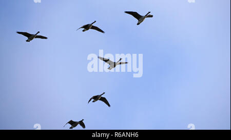 Wilde Gänse Fliegen über das Ampermoos in Oberbayern, Sie die Jahreszeit Winter dort verbringen. Stockfoto