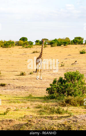 Isolierte Giraffe in der Nähe von Acacia im Park von Mara Kenia Stockfoto