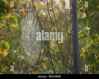 Große Spiderweb Hängen zwischen Reben Stockfoto