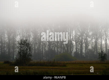 Am frühen Morgen in Ampermoss, River Valley Fen in der Nähe Ammersee in Oberbayern Stockfoto