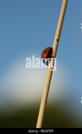 Sieben beschmutzt Marienkäfer ruht auf einem Stick von totem Gras Stockfoto