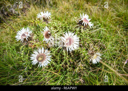 Carlina acaulis Blühen in den Bergen von Durmitor in Montenegro. Stockfoto