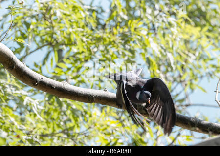 Gemeinsame Ringeltaube (Columba palumbus) fliegen Sie den Baum. Stockfoto