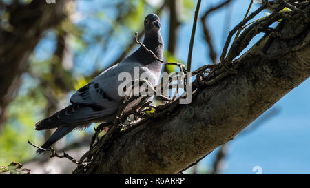 Lieferbar Taube Columba oenas, auf einem Baum Stockfoto