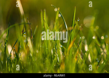Nahaufnahme von Tautropfen auf Gras in den Morgen. Stockfoto
