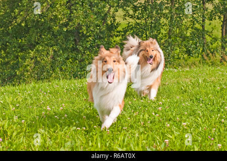 Collie Hunde Stockfoto