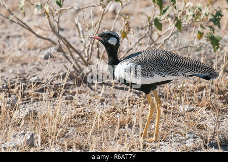 Nördliche schwarze Korhaan Stockfoto
