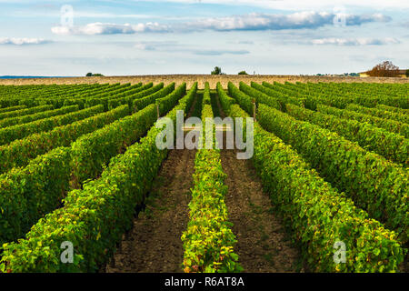 Wunderschönen Weinberg in Bordeaux, Frankreich in sonniger Tag. Reiseziel Stockfoto