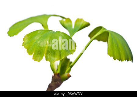 Ginkgo Baum Stockfoto