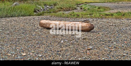 Ein treibholz Log auf einem Kiesstrand bei Sears Insel in Maine gewaschen. Stockfoto