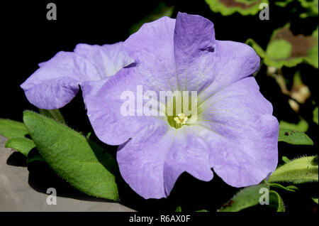 In der Nähe eines schönen weichen Lila farbige Petunia pflanze Blume, draußen wachsen im Sommer. Stockfoto