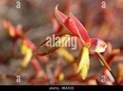 Neue rosa Feder Wachstum der Japanischer Ahorn, Acer japonica, entfaltet auf einem frühen Frühling Morgen. Stockfoto