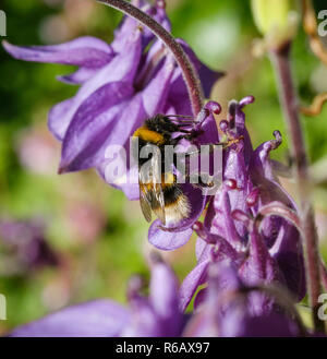 Purple Akelei mit Biene im heimischen Garten England Großbritannien Stockfoto