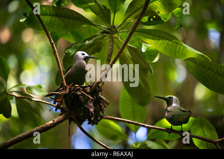 Weniger noddy Anous tenuirostris, sitzt in seinem Nest, Cousin Island, Seychellen. Stockfoto