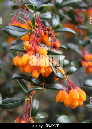 Die schöne helle orange Blütenknospen von Berberis darwinii in enger, in einer natürlichen Umgebung. Darwins Berberitze. Stockfoto