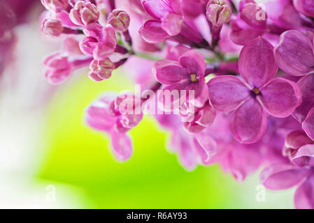 Makroaufnahme von Flieder Stockfoto