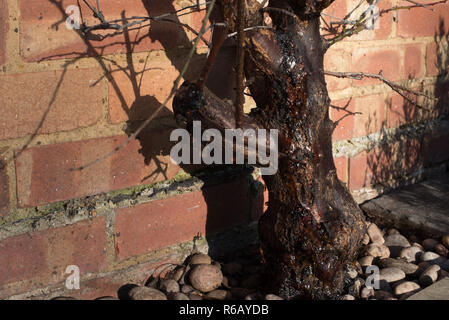 Schwere Blutungen von Gummi (gummosis) aus dem Stamm einer Schildlaus befallen Aprikose 'Tomcot' Obst Baum. Stockfoto