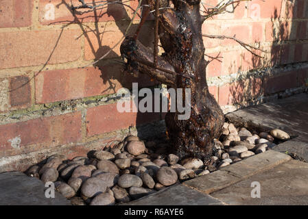 Schwere Blutungen von Gummi (gummosis) aus dem Stamm einer Schildlaus befallen Aprikose 'Tomcot' Obst Baum. Stockfoto