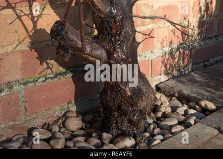 Schwere Blutungen von Gummi (gummosis) aus dem Stamm einer Schildlaus befallen Aprikose 'Tomcot' Obst Baum. Stockfoto