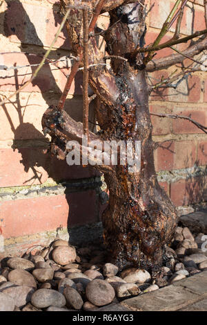 Schwere Blutungen von Gummi (gummosis) aus dem Stamm einer Schildlaus befallen Aprikose 'Tomcot' Obst Baum. Stockfoto