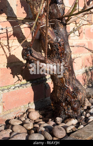 Schwere Blutungen von Gummi (gummosis) aus dem Stamm einer Schildlaus befallen Aprikose 'Tomcot' Obst Baum. Stockfoto