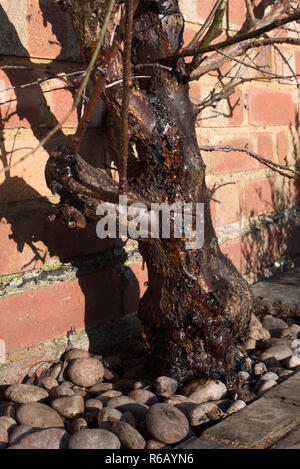 Schwere Blutungen von Gummi (gummosis) aus dem Stamm einer Schildlaus befallen Aprikose 'Tomcot' Obst Baum. Stockfoto