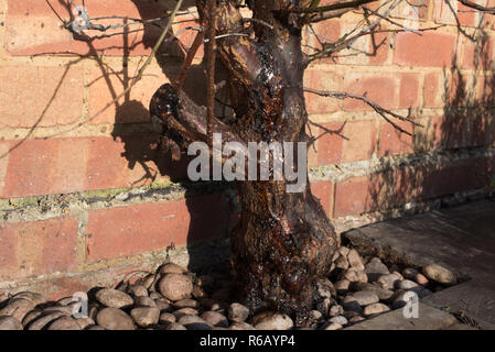 Schwere Blutungen von Gummi (gummosis) aus dem Stamm einer Schildlaus befallen Aprikose 'Tomcot' Obst Baum. Stockfoto