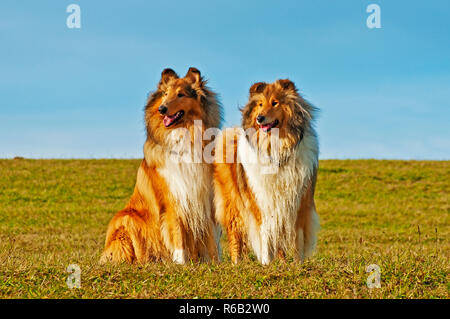 Amerikanisch und Britisch Collie Hunde Stockfoto