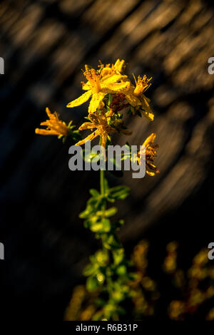 St. John Würze, Heilpflanze mit Blume Stockfoto