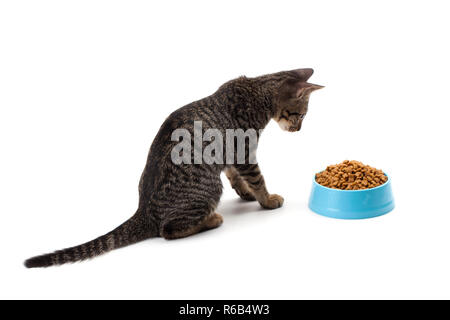 Katze essen Pet getrocknete Lebensmittel Stockfoto