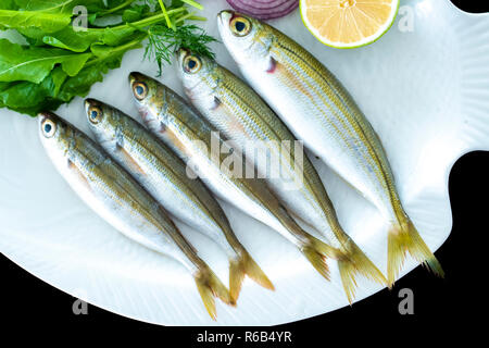 Bogue Fisch auch bekannt als Boops boops mit Raketen Blätter auf weiße Platte mit einem schwarzen Hintergrund serviert. Stockfoto