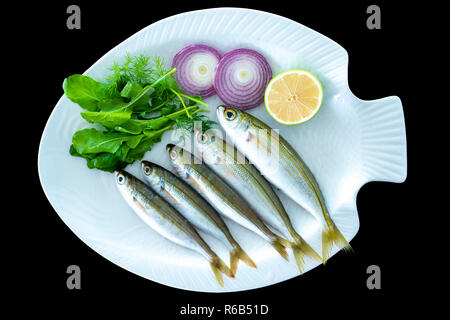 Bogue Fisch auch bekannt als Boops boops mit Raketen Blätter auf weiße Platte mit einem schwarzen Hintergrund serviert. Stockfoto