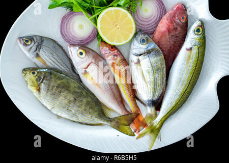 Verschiedene mediterrane Fische bogue Fisch, rote Meerbarbe, beschmutzt spinefoot, Papageienfische auf weißem Schild mit schwarzem Hintergrund Stockfoto