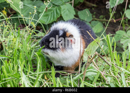 Ein niedliches, liebenswert, schwarze und weisse Meerschweinchen frisst Blätter in einem Garten Stockfoto